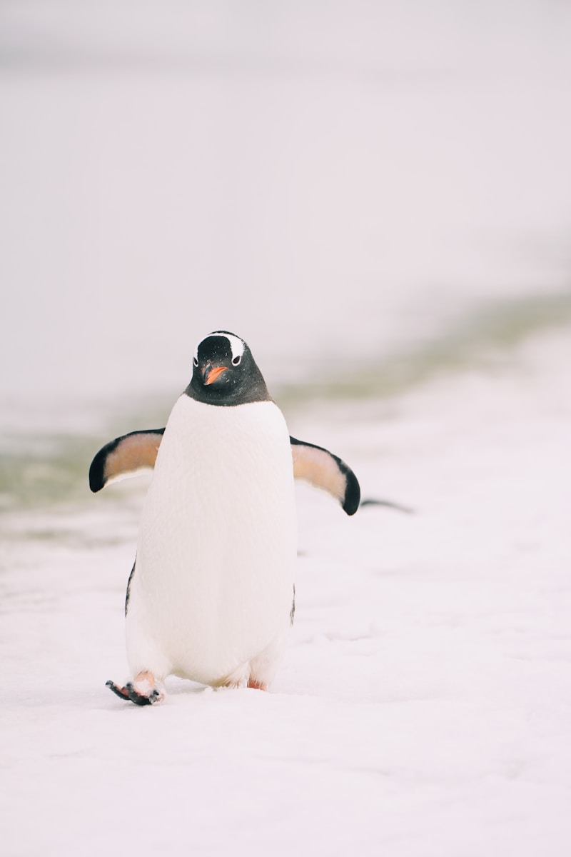 A penguin walking on the beach in the snow