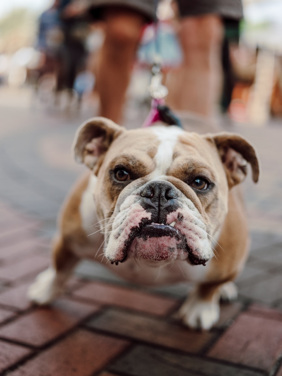 A brown and white dog standing on top of a sidewalk